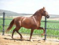 /album/caballos/fer-avellado-jpg/